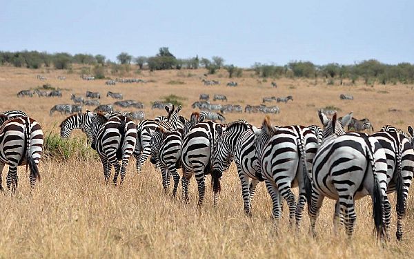 P Kenya Drmme Safari med rejseleder Carsten