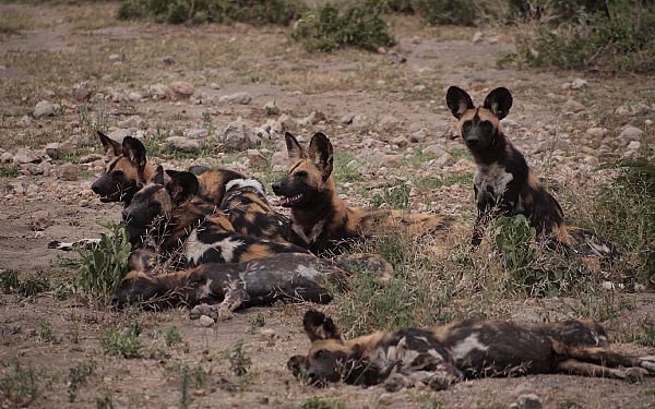 Fra rejseleder Geoffrey p Kenya Drmme Safari 23.02.2017
