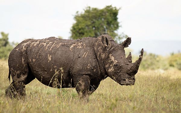 Fra rejseleder Geoffrey p privat safari med familien Henriksen