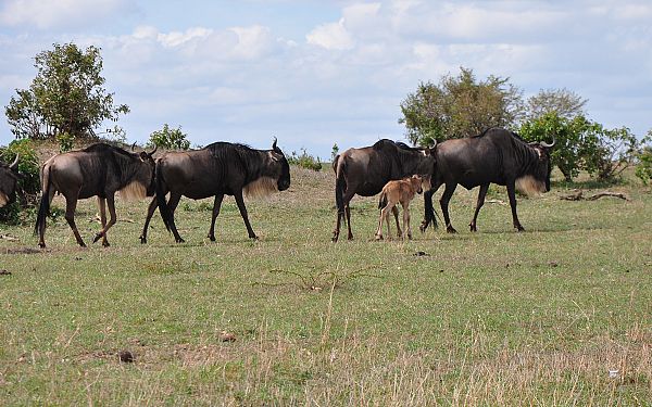 Fra rejseleder Carsten p Kenya Familie Safari  17.02.2017