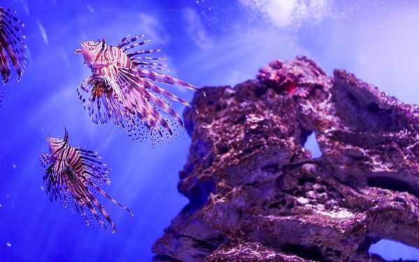 Two Oceans Aquarium - Cape Towns akvarium