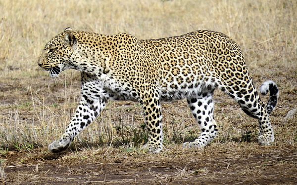 Kenya Drmme Safari - En hilsen fra Rikke