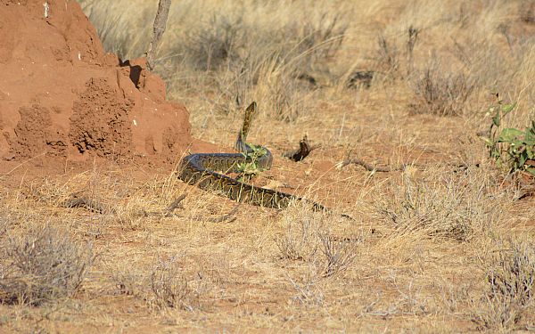Anekdoter fra det virkelige Afrika (3)