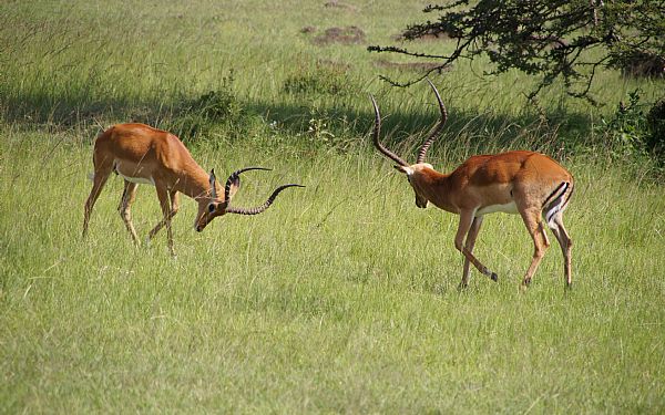 Fra rejseleder Geoffrey p Kenya Drmme Safari 05.03.2017