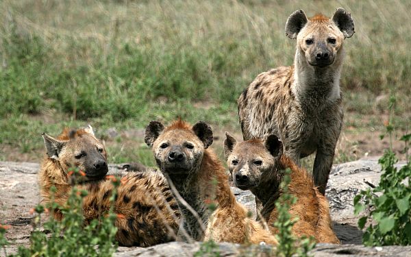 Fra rejseleder Geoffrey fra Karen Blixen Camp 14.03.2017