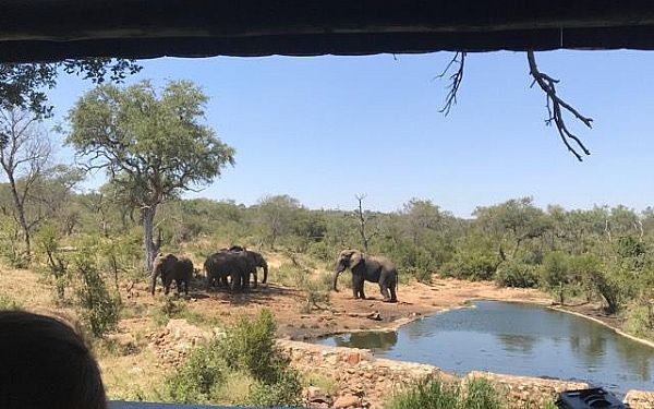 Sokker og elefanter!!