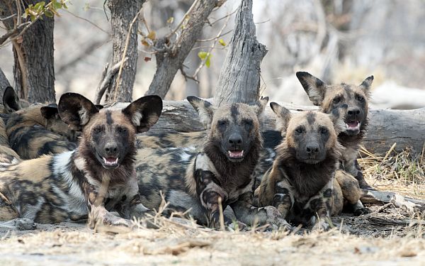 Afrikas maraton lber  den afrikanske vildhund