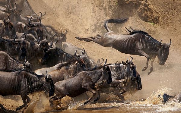 Savannens knap s smukke antilope - Gnuen