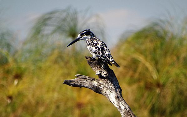 Great Trek Adventure