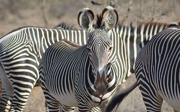 Uddrag af min dagbog (5)