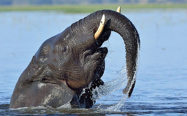 Godt nyt for elefanterne i Kenya