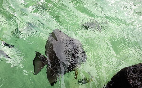 Seychellerne og familieferie