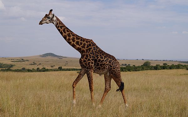 Fra rejseleder Geoffrey p Kenya Drmme Safari 10.07.2017