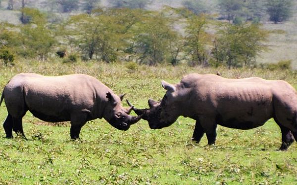 Fra rejseleder Geoffrey p Kenya Drmme Safari 17.07.2017