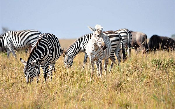 Fra rejseleder Carsten p Kenya Familie Safari 25.07.2017