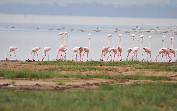 Fra rejseleder Geoffrey p Kenya Luksus Drmme Safari 01.09.2017