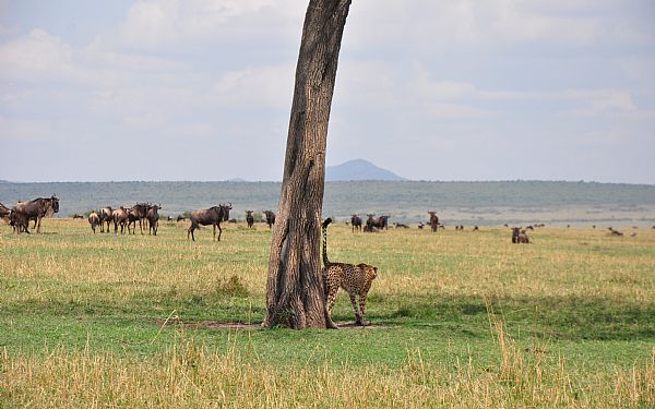 Fra rejseleder Carsten p Kenya Drmme Safari 04.09.2017