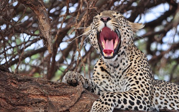 Fra rejseleder Carsten p Big Cat Safari 10.09.2017