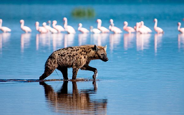 Den knapt s morsomme skraldemand  Hynen