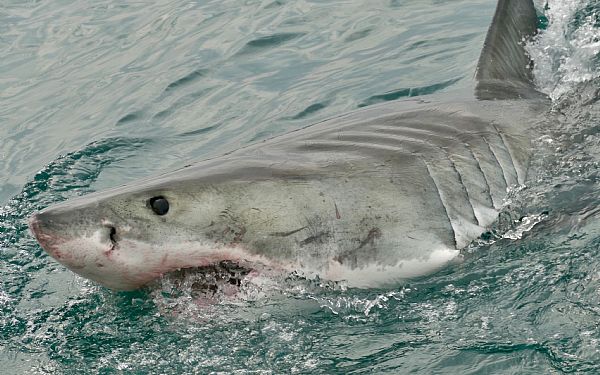 Gansbaai  & Mossel Bay