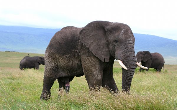 Privat safari i Tanzania og badeferie p Zanzibar