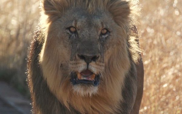 Privat safari i Pilanesberg i Sydafrika