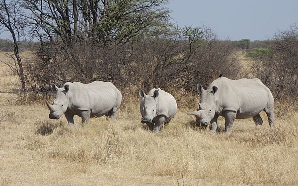 Botswana Adventure med Finn og Mads