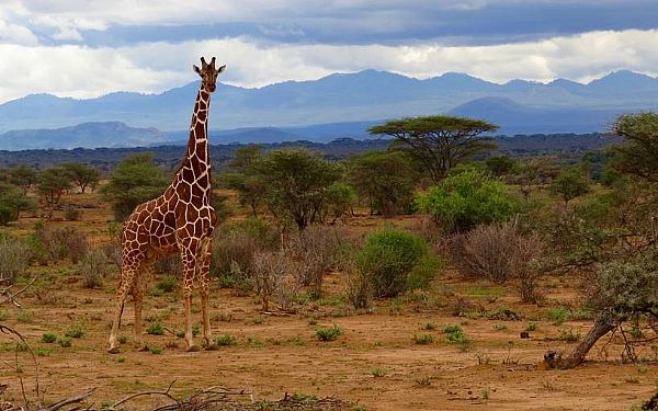 Privat Kenya Safari, Aberdare hjlandet og Lake Navasiha 