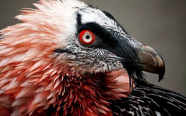 Den flyvende knogleknuser - Lammegribben 