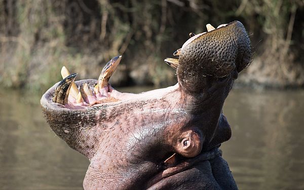 Afrikas strste gab  Flodhesten