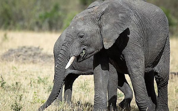 Fantastisk privat safari i Kenya