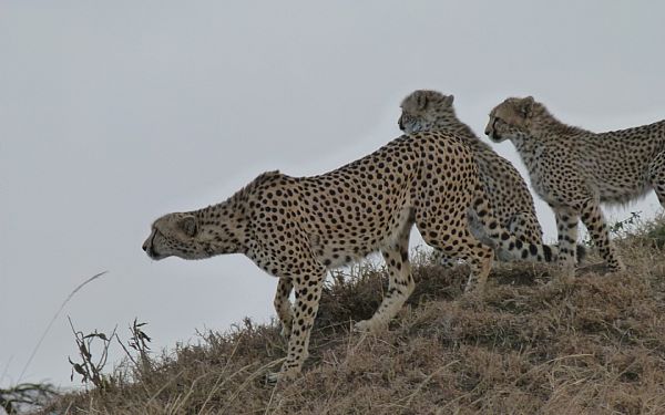 P vej til Kenya  igen... 