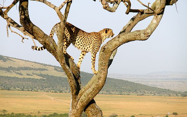 Vinderen af gavekort p kr. 5.000 til Africa Tours er udtrukket 1. december 2017