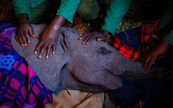 Ree helikopter med til at redde nyfdt elefantunge i Kenya