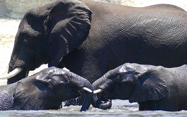Fra rejseleder Lars p WILD Botswana eksklusiv Foto Safari 16.01.2018