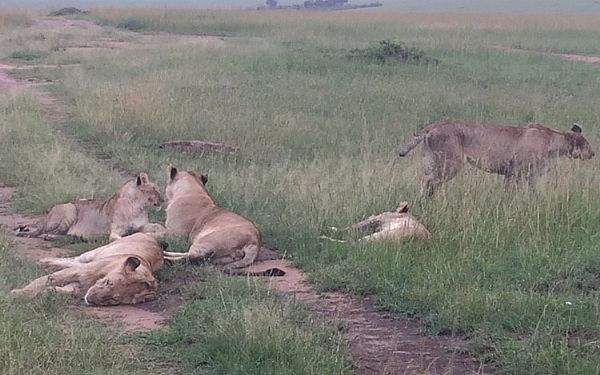 Privat Kenya Drmme Safari