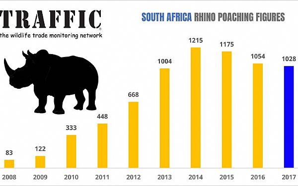 Antallet af nsehorn drbt i 2017 er opgjort