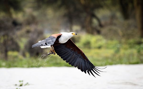 Fra rejseleder Geoffrey p privat safari med familien Lorenzen 09.02.2018