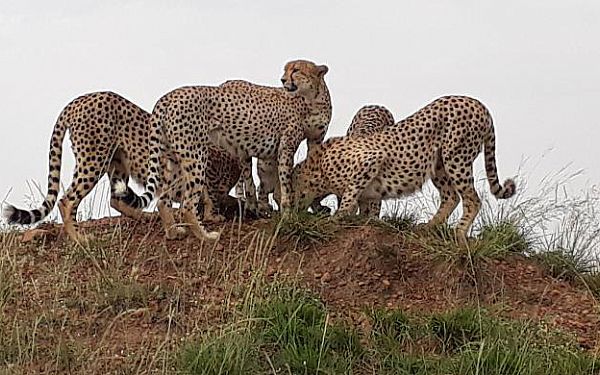 Fra rejseleder Carsten p Kenya Familie Safari 08.02.2018 