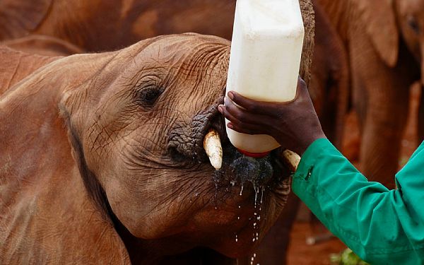 Fra rejseleder Lars p Kenya Familie Safari 11.02.2018