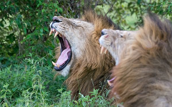 Karen Blixen Camp - Super safari