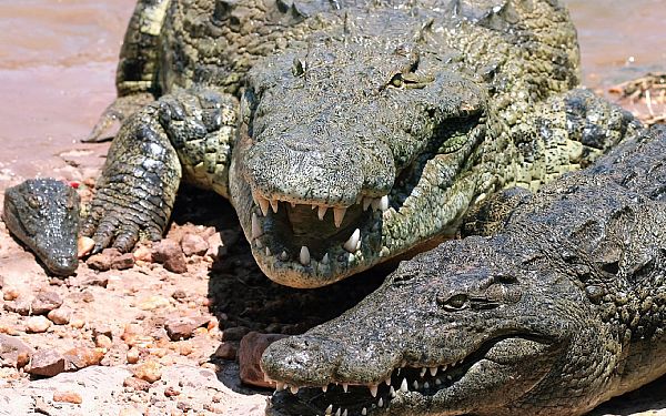 Det forhistoriske levn - Krokodillen