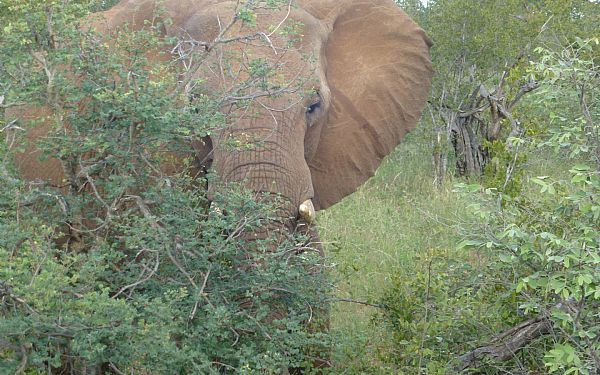 Om krybskytteri og elefantambassadr i Sydafrika