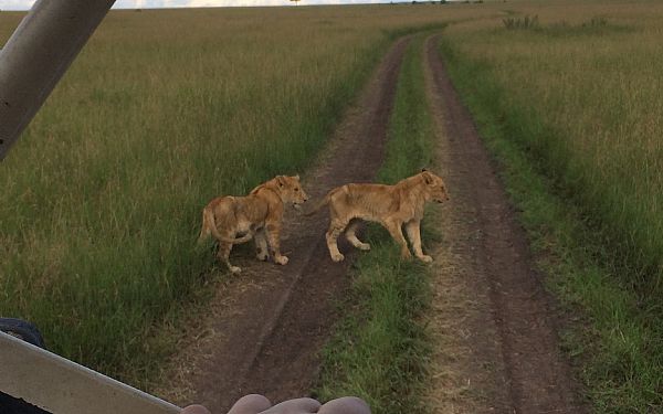 Safari og badeferie i Kenya