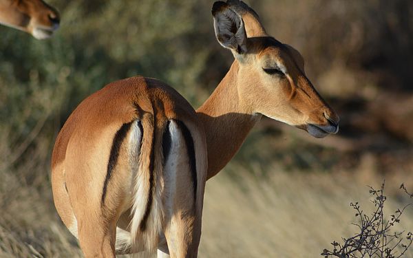 Safari i Afrika  hvilke dyr kan man mde?