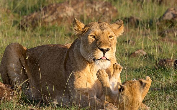 Vinderen af gavekort p kr. 5.000 til Africa Tours er udtrukket 1. juni 2018
