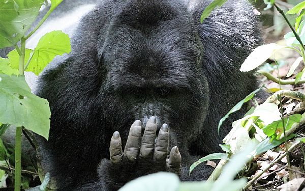 Hurra for Afrikas bjerggorillaer
