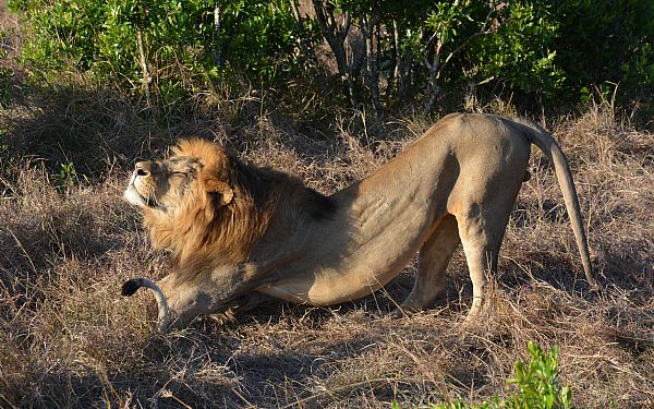 Lven - dyrenes konge