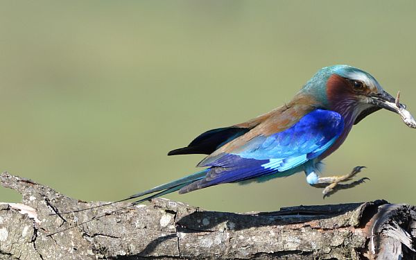 P fotosafari i Kenya