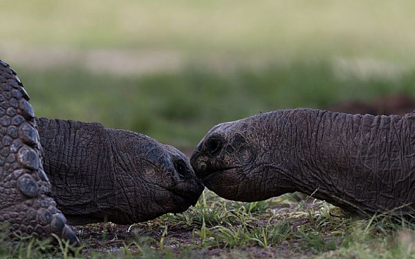 Bird Island, Seychellerne